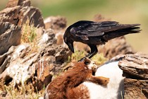 20 Northern Raven - National Park of Monfrague, Spain