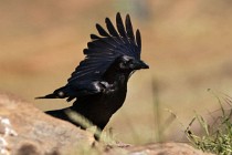 21 Northern Raven - National Park of Monfrague, Spain