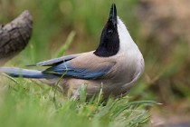 23 Azure-winged Magpie - National Park of Monfrague, Spain