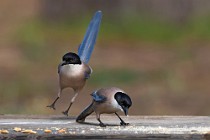 8 Azure-winged Magpies - Coto Doñana National Park, Spain