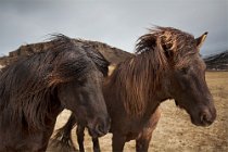 19 Icelandic horses, South of Iceland