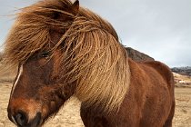 21 Icelandic horse, South of Iceland