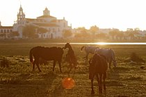 22 Marismegni horses - National Park of Coto  Doñana