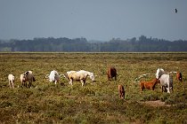 25 Marismegni horses - National Park of Coto  Doñana