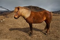 20 Cavallo islandese, Sud Islanda