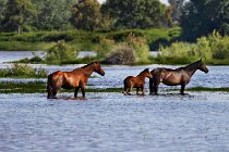 26 Cavalli marismegni - Parco Nazionale del Coto Doñana,Spagna