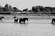 27 Cavalli marismegni - Parco Nazionale del Coto Doñana,Spagna