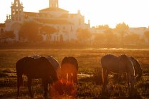 28 Cavalli marismegni - Parco Nazionale del Coto Doñana,Spagna