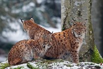 12 (CSP) European lynx - Bayerisher Wald National Park - Germany