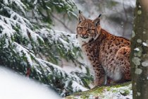 13 (CSP) European lynx - Bayerisher Wald National Park - Germany