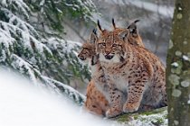 14 (CSP) European lynx - Bayerisher Wald National Park - Germany