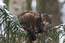 15 (CP) Wild cat - Bayerisher Wald National Park - Germany