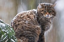 16 (CP) Wild cat - Bayerisher Wald National Park - Germany
