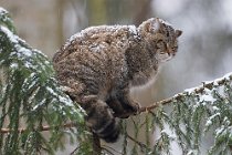17 (CP) Gatto selvatico - Parco Nazionale della Bayerisher Wald