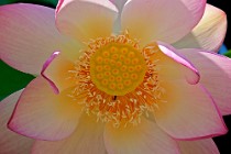 10 Lotus - nursey cultivation - Latina, Italy