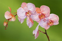 15 Orchid
