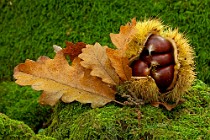 2 Chestnuts - Cori woods - Latina, Italy