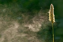 3 Pollen - Circeo National Park, Italy