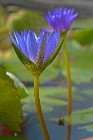 6 Waterlily - nursey cultivation - Latina, Italy