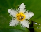 9 Alpine Star Waterlily - nursey cultivation - Latina, Italy
