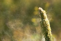 14 Pollen - Circeo National Park, Italy