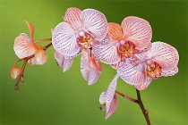 15 Orchidea