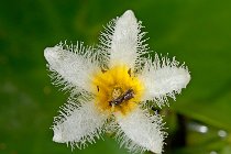 9 Ninfea stella alpina - coltivazione in vivaio, Latina