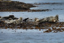 01 Common Seals -  Island of Mull, Scotland