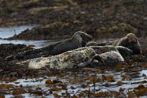 02 Common Seals -  Island of Mull, Scotland