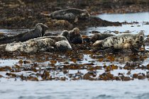 03 Common Seals -  Island of Mull, Scotland