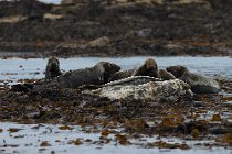 04 Common Seals -  Island of Mull, Scotland