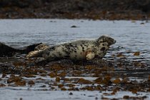 05 Common Seals -  Island of Mull, Scotland