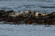 06 Common Seals -  Island of Mull, Scotland
