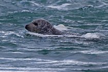 07 Grey seal - Iceland