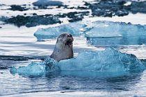 09 Grey seal - Iceland