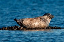 10 Common seal - Mull island, Internal Hebrides, Scotland