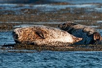 11 Common seals - Mull island, Internal Hebrides, Scotland