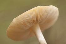 1 Mushrooms on the moss - National Park of Circeo, Terracina wood