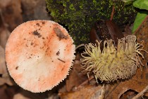 2 Mushrooms on the moss - National Park of Circeo, Terracina wood