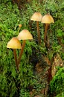 4 Mushrooms on the moss - National Park of Circeo, Terracina wood