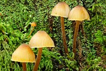 4 Funghi sul muschio - Parco Nazionale del Circeo, Selva di Terracina