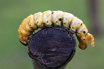 40 Caterpillar of Acheronia atropos