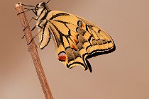 41 Macaone appena sfarfallato - (Papilio macaon)
