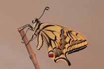 43 Macaone appena sfarfallato - (Papilio macaon)