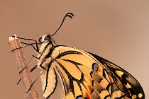 45 Macaone appena sfarfallato - (Papilio macaon)