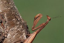 10 Praying mantis - (Mantis religiosa)