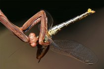 12 Praying mantis is preying on Orthetrum cancellatum