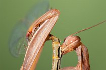 13 Praying mantis is preying on Orthetrum cancellatum