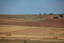 48 Coltivi nelle pampas intorno a Monfrague