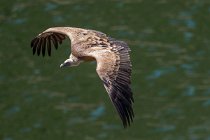 53 Grifone in volo sul fiume Tago